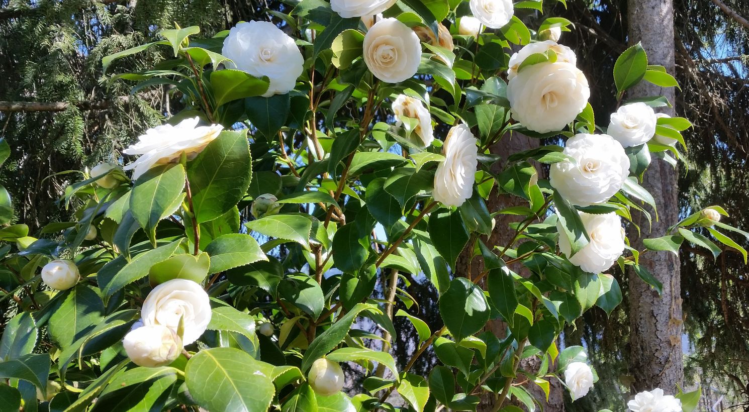 Frische Rosen Unterkunft Völlan