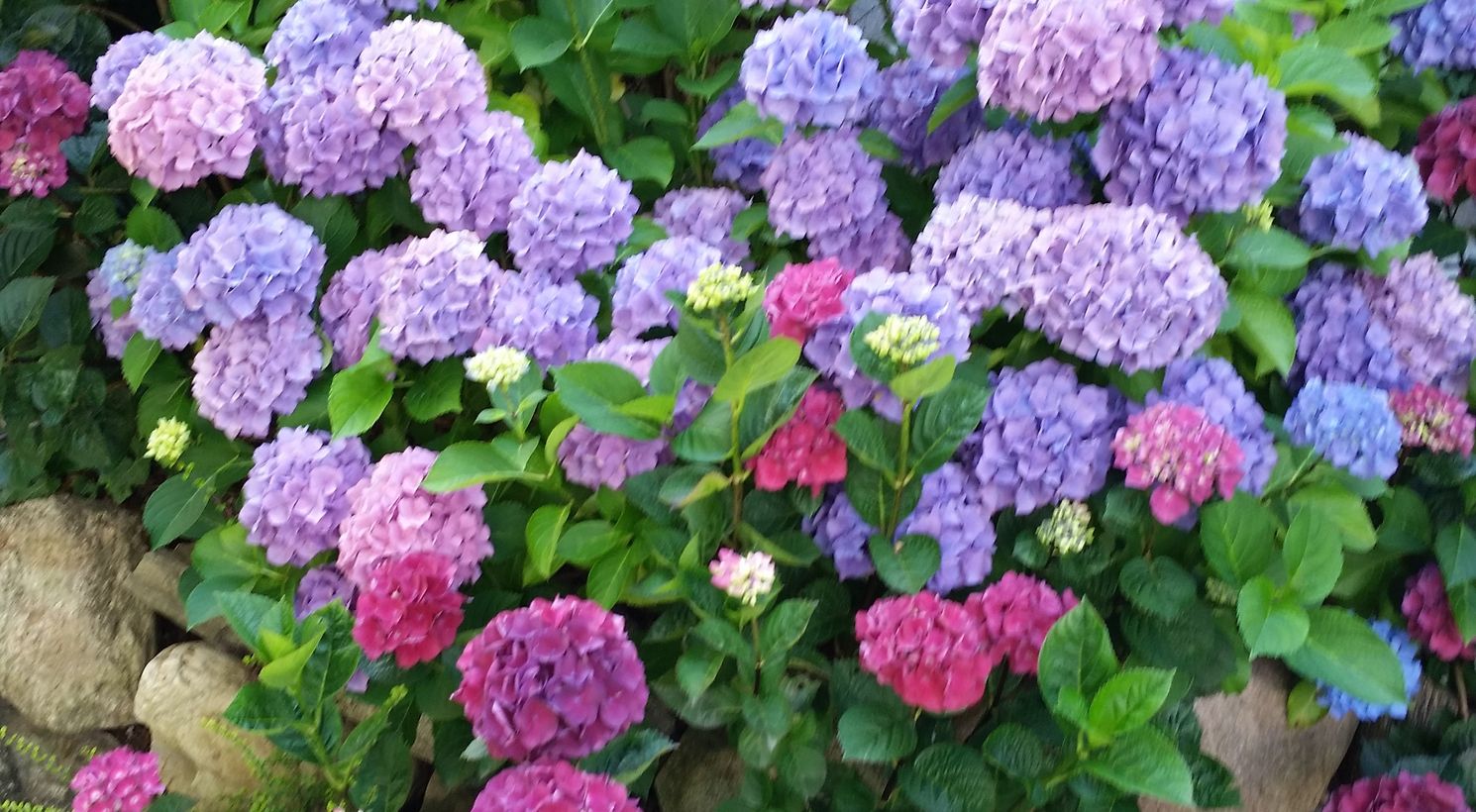 Varietà di fiori Landhaus Birkenhof