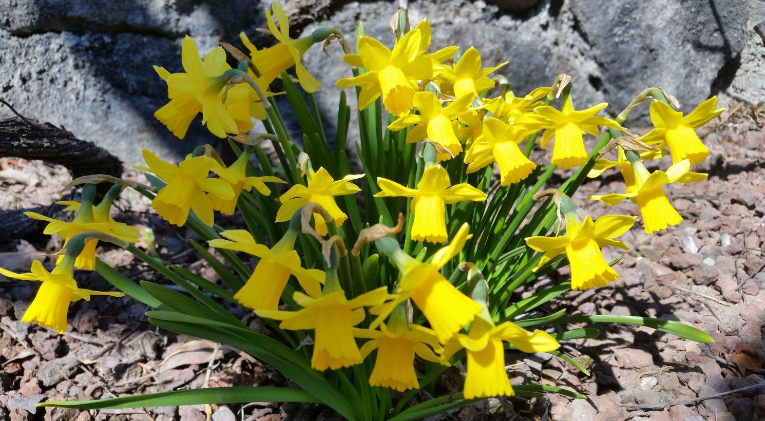 Blumen Landhaus Birkenhof