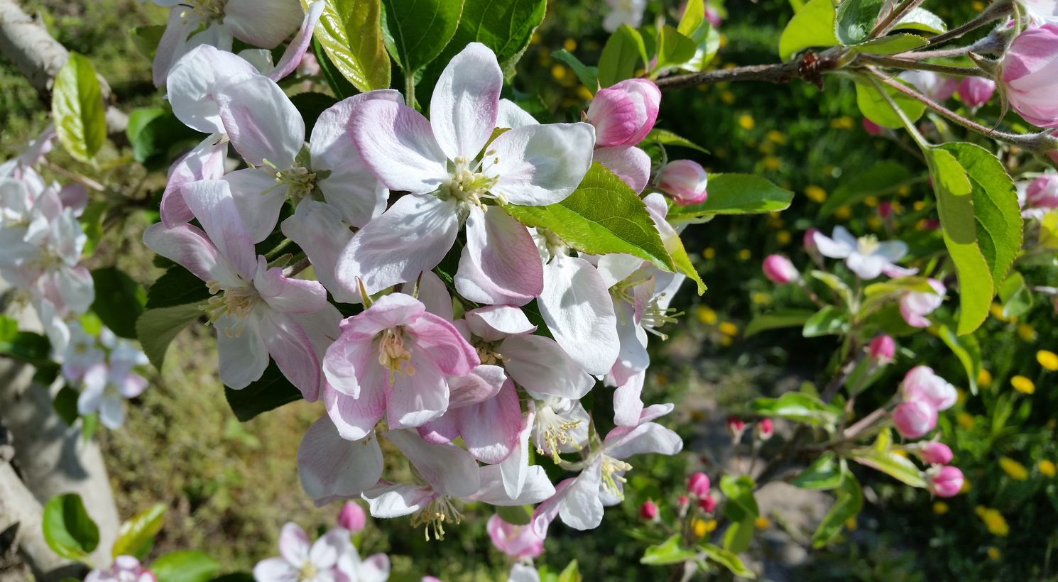 Fiori alloggio Foiana