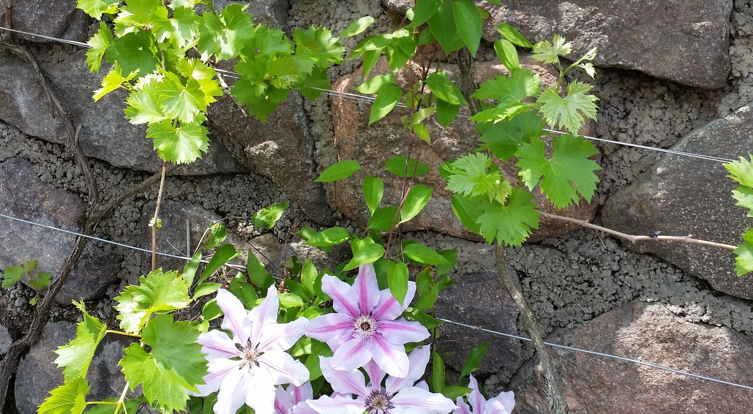 Fiori casa vacanza Alto Adige