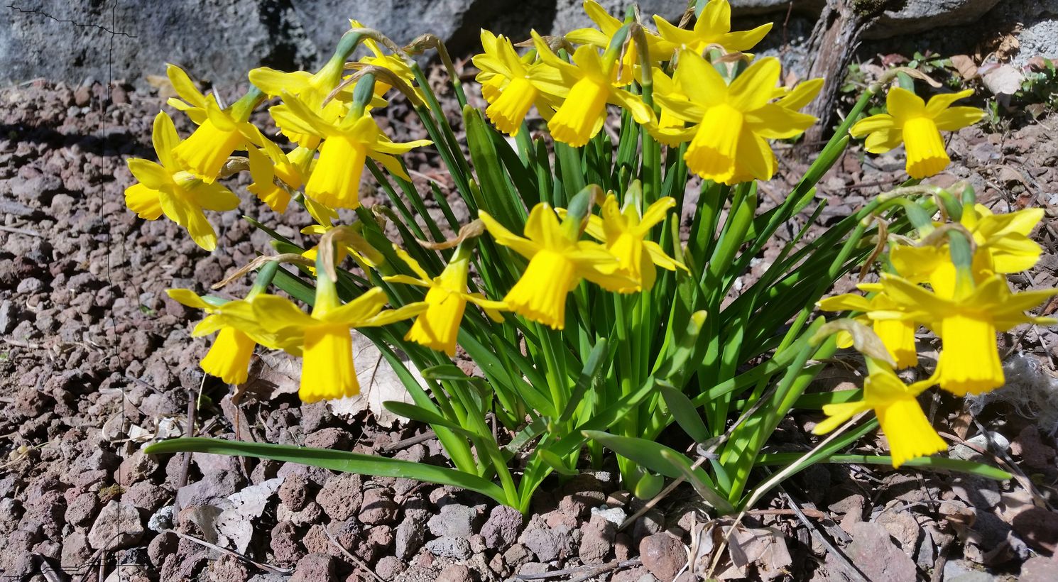 Fiori Landhaus Birkenhof